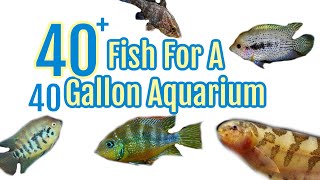 40 Stocking Ideas For A 40 Gallon Fish Tank [upl. by Amehsyt408]