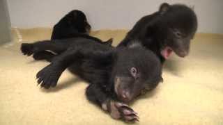 Black bear cubs [upl. by Eicam]