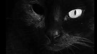 El Gato Negro  Edgar Allan Poe [upl. by Seyah]