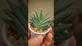 Aloe brevifolia aloevera espinhos plantas [upl. by Nacim]