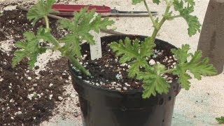 How To Take Geranium Cuttings [upl. by Eppesuig]