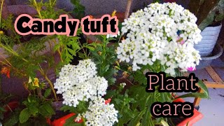 flowering plant candytuft कैंडीटफ्ट की देखभाल care of candytuft at seasonal plant [upl. by Areemas]