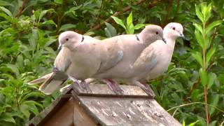 Collared Doves in Our Garden  August 2012 [upl. by Standush]