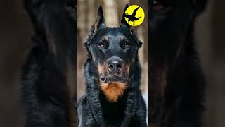 💥¿Por qué crearon el Beauceron [upl. by Rengia187]