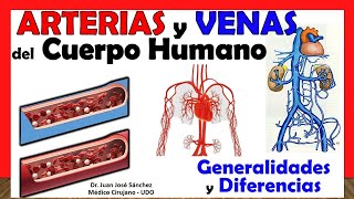 🥇 Arterias vs Venas GENERALIDADES y DIFERENCIAS [upl. by Tull]