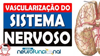 VASCULARIZAÇÃO DO SISTEMA NERVOSO  POLÍGONO DE WILLIS [upl. by Morez]