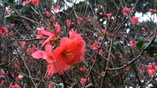 Flowering Quince  Chaenomeles speciosa  Japanese Quince  zhou pi mugua HD 01 [upl. by Eiramadnil607]