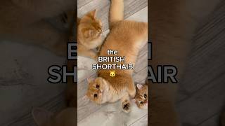 the BRITISH SHORTHAIR 🐱catbreed [upl. by Oibirot]