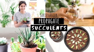 How to Successfully Propagate Succulents  Garden Up [upl. by Honor]