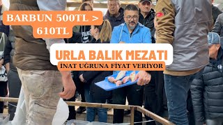 URLA İSKELE CUMARTESİ BALIK MEZATI 06012024 balık mezat keşfet [upl. by Tillford540]