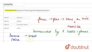 inflorescence typical of family gramineaepoaceae is [upl. by Manson]