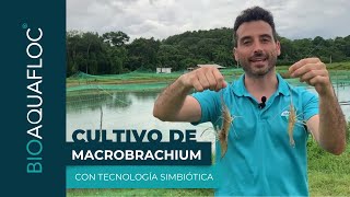 Cultivo de Macrobrachium con Tecnología Simbiótica [upl. by Stubstad683]