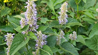 Plant of The Week Herbs Agastache or Anise Hyssop [upl. by Ehtyaf]