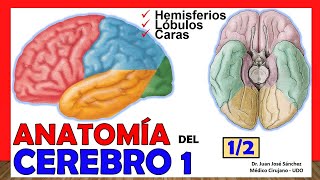 🥇 ANATOMÍA DEL CEREBRO 12 Telencéfalo ¡Explicación Sencilla [upl. by Dasya]