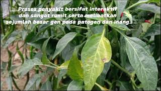 Penyakit pada tanaman cabe yang disebabkan oleh bakteri Xanthomonas campestris pv vesicatoria [upl. by Athallia]