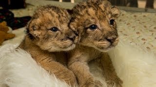 Lion Cubs Bottle Feed and Play at San Diego Zoo Safari Park [upl. by Swane510]