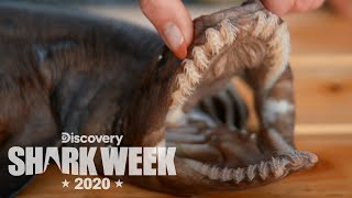 Examining a Rare Frilled Shark  Shark Week [upl. by Pozzy377]