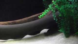 Electric Eel at the Tennessee Aquarium [upl. by Leumhs]