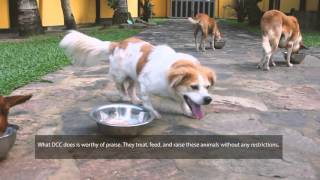 Dog Care Clinic  a Documentary by The Movement Sri Lanka [upl. by Rome251]