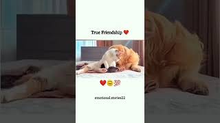 ritik dog kennel miss you Chintu Don 😔😔video ritikdogkennel177 missyou friends [upl. by Ayinat566]