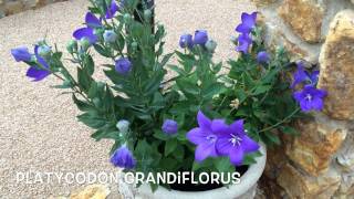 Platycodon grandiflorus Garden Center online Costa Brava  Girona [upl. by Immas]