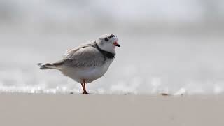 Bringing Back Maines Piping Plovers [upl. by Ioj]