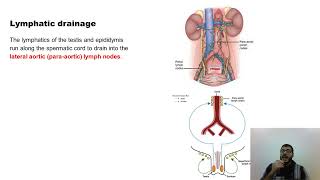 L2 anatomy  epididymis  spermatic cord  penis [upl. by Alioz]