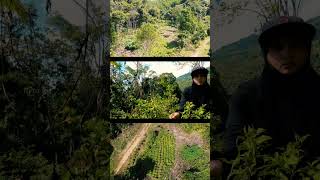 KEBUN CABE  KEBUN LADA PUTIH SABAH [upl. by Acinej]