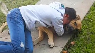 Dogs Welcoming Owners Home Coming Home To A Happy Dog Is The Best Thing Ever [upl. by Yenterb20]