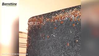 Huge Bed Bug Infestation Treated With Oa2ki [upl. by Midan]