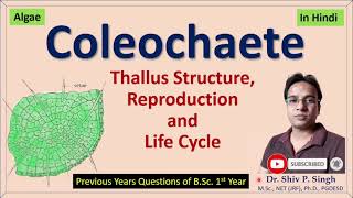 Coleochaete Thallus structure and Reproduction  Life cycle in coleochaete [upl. by Mosnar]