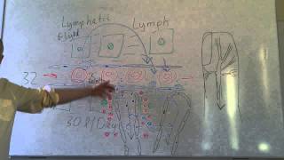 Lymphatics lesson 1 Tissue fluid and afferent lymphatic vessels [upl. by Aikemehs393]