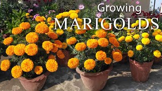 Marigold Flower  How To Grow Marigolds Easily [upl. by Aridnere698]