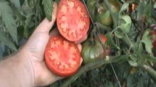 Arkansas Traveler Heirloom Tomato [upl. by Araet]