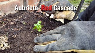 Planting Aubrieta Red Cascade  Restoring Wall Planter Part 2 [upl. by Selohcin]