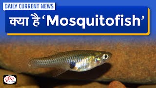 Gambusia Fish for Mosquito Control  Daily Current News  Drishti IAS [upl. by Reiche416]