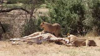 Lion attacks and kills young Giraffe [upl. by Aliekat]