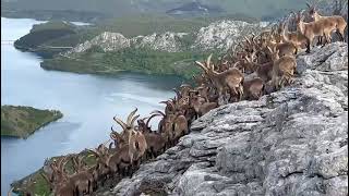 Decenas de cabras montesas en la Montaña de Riaño 12 [upl. by Otreblasiul]