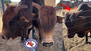 Touro Bipolar e o filho Extrapolar 🧬🐂 Fazenda Santa Martha  Cia de Rodeio Paulo Emílio [upl. by Ahsitauq]