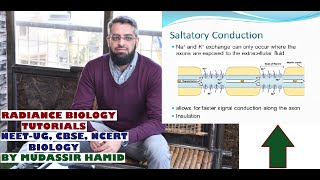 Saltatory conduction of Nerve Impulse [upl. by Nitsirc71]