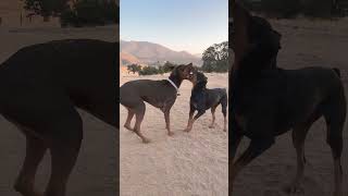 Rotterman dogs doberman dog [upl. by Arobed]