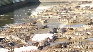 Crocodile farm cairns [upl. by Vaughan943]