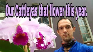 Which Cattleyas Bloomed for you this year [upl. by Dimitris]