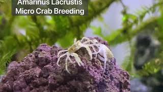 Amarinus Lacustris Micro Crab Breeding [upl. by Aicilat83]