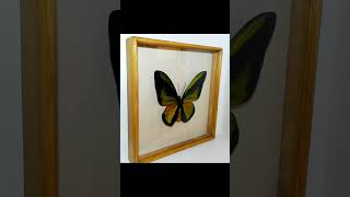 Ornithoptera goliath procus в большой рамке spider butterfly книги [upl. by Amasa]