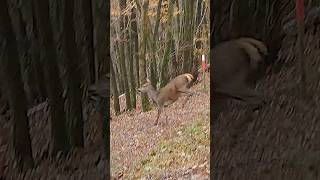 Belle biche au saut de lallée en battue  chasse battue belgique [upl. by Garris]