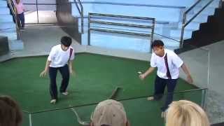 Snakes cobra show Part 4 [upl. by Latrice871]