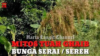 Mitos Khasiat Ghaib Bunga Serai Kembang Sereh [upl. by Moersch230]