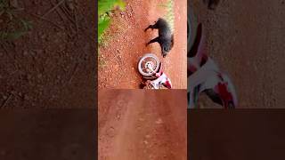 wild boar attacks bike [upl. by Bryanty831]