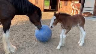 Cute Foal Plays with Ball [upl. by Tallula]